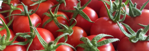 Kahvaltılık Domates çeşitleri